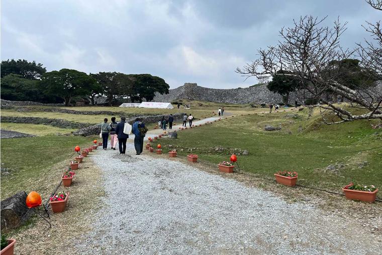 沖縄の桜前線は大自然と融合し世界遺産ではライトアップ!特別なひとときを「琉球寒緋桜」で体験(本部町・今帰仁村)