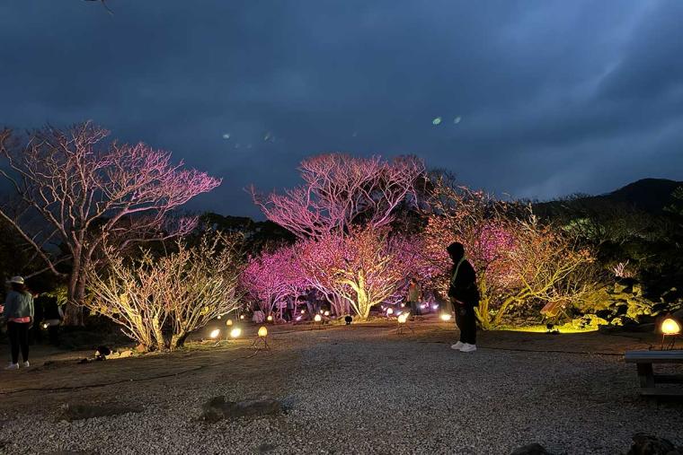 沖縄の桜前線は大自然と融合し世界遺産ではライトアップ!特別なひとときを「琉球寒緋桜」で体験(本部町・今帰仁村)