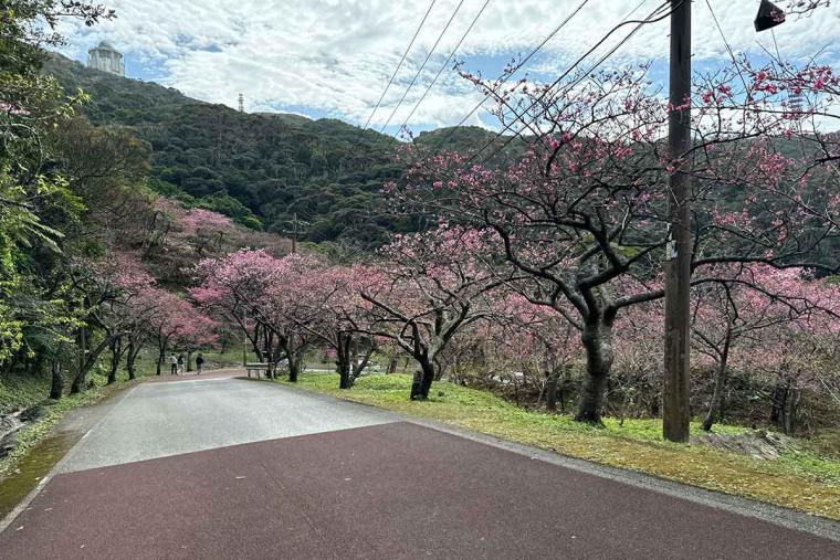 沖縄の桜前線は大自然と融合し世界遺産ではライトアップ!特別なひとときを「琉球寒緋桜」で体験(本部町・今帰仁村)