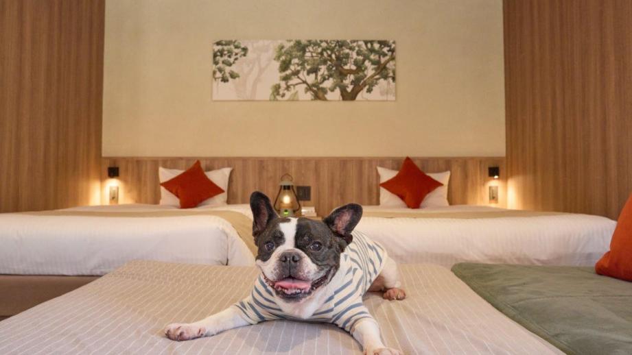 「NEMU RESORT」のフォレストヴィラで、わんちゃんと一緒に過ごす非日常な週末を